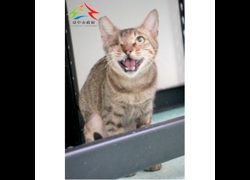 臺中市動物之家后里園區,編號:466416, 混種貓                 