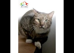 臺中市動物之家后里園區,編號:468584, 混種貓                 
