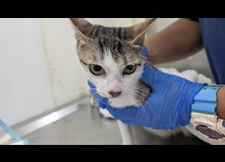 臺北市動物之家,編號:470512, 混種貓                 