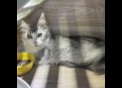桃園市動物保護教育園區,編號:470448, 緬因貓                 