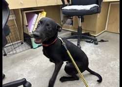 臺北市動物之家,編號:470514, 混種犬          