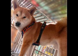 新北市新店區公立動物之家,編號:470520, 柴犬                  