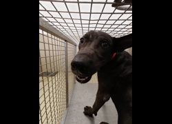 嘉義市動物保護教育園區,編號:470533, 混種犬          