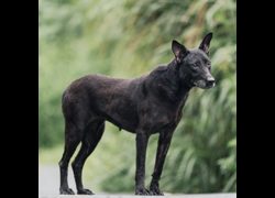 新北市新店區公立動物之家,編號:463887, 混種犬          