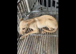 彰化縣流浪狗中途之家臨時收容所,編號:470554, 混種犬          