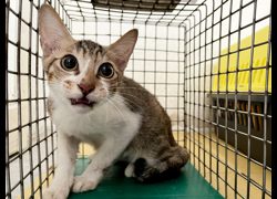 臺北市動物之家,編號:470558, 混種貓                 