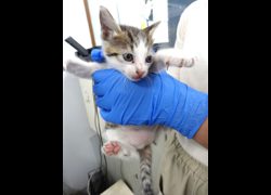 宜蘭縣流浪動物中途之家,編號:470560, 混種貓                 
