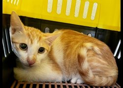 臺北市動物之家,編號:470561, 混種貓                 