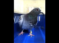 宜蘭縣流浪動物中途之家,編號:470566, 未確認