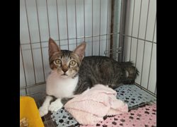新北市板橋區公立動物之家,編號:470581, 混種貓                 