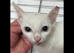 澎湖縣流浪動物收容中心,編號:470578, 混種貓                 