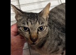 澎湖縣流浪動物收容中心,編號:470579, 混種貓                 