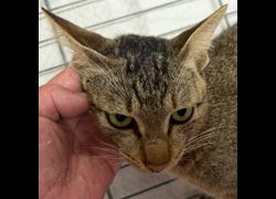 澎湖縣流浪動物收容中心,編號:470582, 混種貓                 