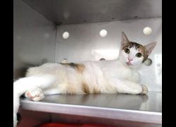 新竹縣動物保護教育園區,編號:470595, 混種貓                 