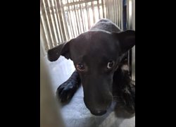 臺南市動物之家善化站,編號:470604, 混種犬          