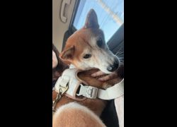 臺南市動物之家善化站,編號:470605, 柴犬                  