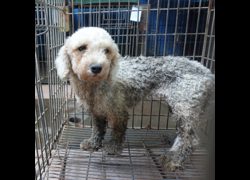 臺南市動物之家灣裡站,編號:470505, 貴賓犬        