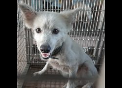 臺南市動物之家灣裡站,編號:470609, 日本狐狸犬