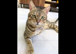 新竹縣動物保護教育園區,編號:468026, 混種貓                 