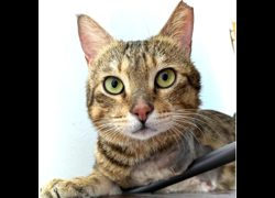 新竹縣動物保護教育園區,編號:468026, 混種貓                 