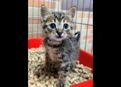 新竹縣動物保護教育園區,編號:470619, 混種貓                 
