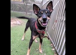 新竹縣動物保護教育園區,編號:470620, 混種犬          