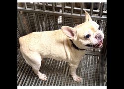 高雄市壽山動物保護教育園區,編號:467922, 法國鬥牛犬