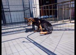 南投縣公立動物收容所,編號:470649, 混種犬          