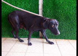 南投縣公立動物收容所,編號:470651, 混種犬          