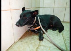 南投縣公立動物收容所,編號:470652, 混種犬          
