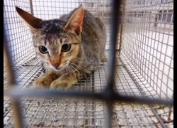 南投縣公立動物收容所,編號:470654, 混種貓                 