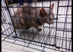 南投縣公立動物收容所,編號:470658, 混種貓                 