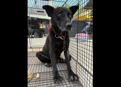 彰化縣流浪狗中途之家臨時收容所,編號:470661, 混種犬          