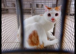 南投縣公立動物收容所,編號:470660, 混種貓                 