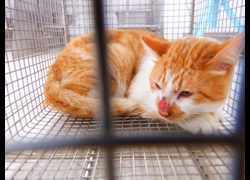 南投縣公立動物收容所,編號:470663, 混種貓                 