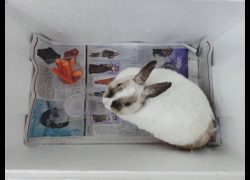 新竹市動物保護教育園區,編號:470671, 混種家兔
