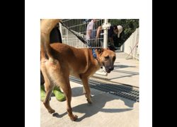 臺南市動物之家灣裡站,編號:468275, 混種犬          