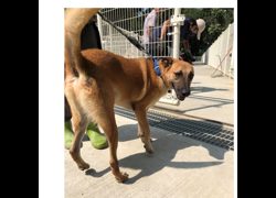 臺南市動物之家灣裡站,編號:468275, 混種犬          