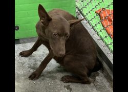 臺東縣動物收容中心,編號:470679, 混種犬          