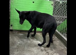 臺東縣動物收容中心,編號:470681, 混種犬          