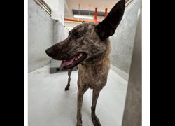 基隆市寵物銀行,編號:470680, 混種犬          