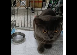 新北市新店區公立動物之家,編號:470693, 美國短毛貓               