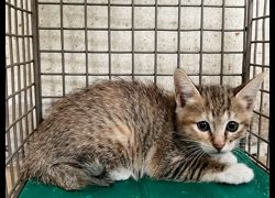 臺北市動物之家,編號:470701, 混種貓                 