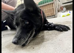 臺北市動物之家,編號:470703, 混種犬          