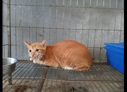 新竹市動物保護教育園區,編號:470707, 混種貓                 