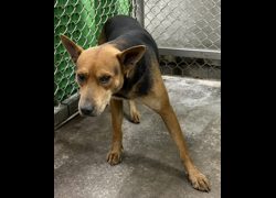 臺東縣動物收容中心,編號:470704, 混種犬          