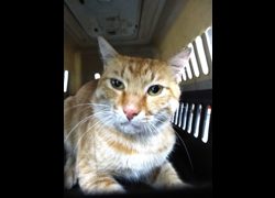 宜蘭縣流浪動物中途之家,編號:470755, 混種貓                 