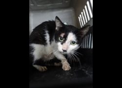 宜蘭縣流浪動物中途之家,編號:470757, 混種貓                 