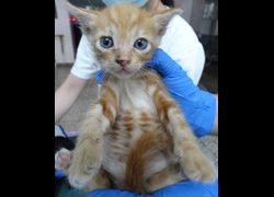 宜蘭縣流浪動物中途之家,編號:470758, 混種貓                 