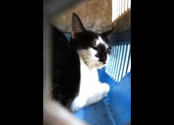 宜蘭縣流浪動物中途之家,編號:470761, 混種貓                 